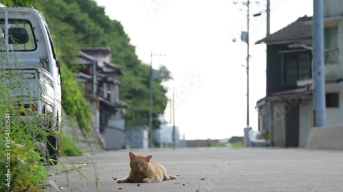 路上でくつろぐ真鍋島のトラ猫 （岡山県笠岡市, 2025年5月）