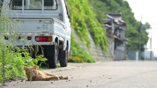 路上でくつろぐ真鍋島のトラ猫 （岡山県笠岡市, 2025年5月）