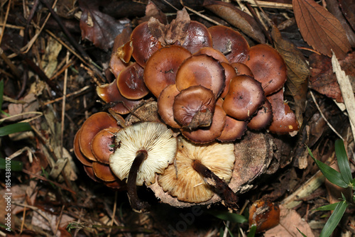朽ち木の切り株に群生する色艶のいい天然のエノキタケ茸株（自然下菌・キノコ類マクロ撮影）