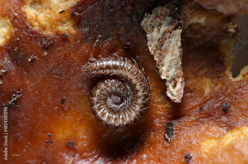 初冬の天然エノキタケ茸裏で丸くとぐろを巻くツムギヤスデ目生物（自然環境下マクロ撮影）