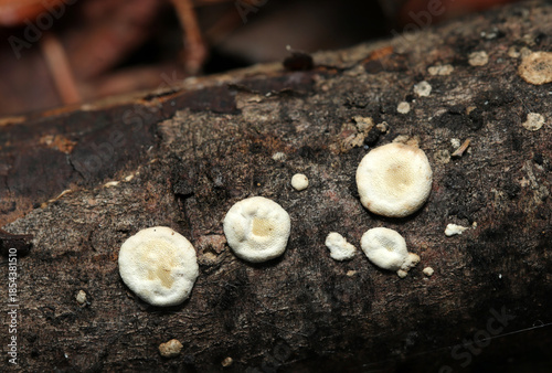 細かい菅孔入りの白いタマチョレイタケ科キノコのボタンのような幼菌たち（自然環境下茸マクロ撮影）