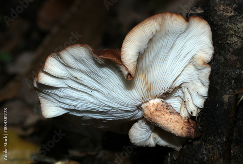 大きく扁平に育つ天然シイタケキノコの白いヒダ（アウトドアフィールドキノコ類マクロ撮影）