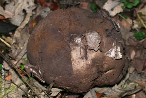 老成して外皮がはがれて暗褐色の微細なホコリ状の胞子を飛ばすオニフスベ茸の貴重な成長写真（自然環境下キノコマクロ写真）