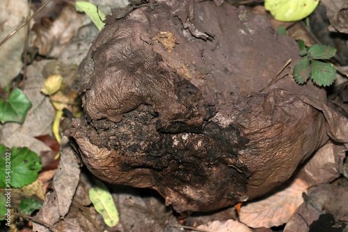 老成して外皮がはがれて暗褐色のスポンジ状態になったオニフスベ茸の子実体裏側（自然環境下マクロ写真）