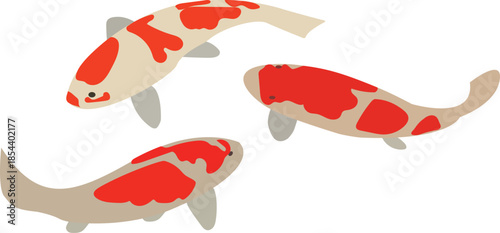 Detailed illustration of carp fish, symbolizing strength and elegance, commonly associated with freshwater habitats and Asian culture.