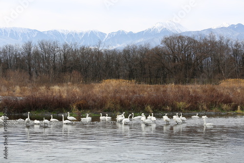 Siberian swans that flew to the Azusagawa River
