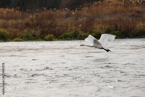 Siberian swans that flew to the Azusagawa River