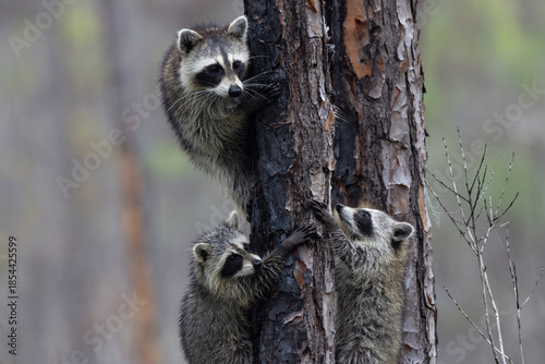 A closeup view of three raccoons climbing a pine tree in Corkscrew Regional Ecosystem Watershed, Flint Pen Strand, Florida