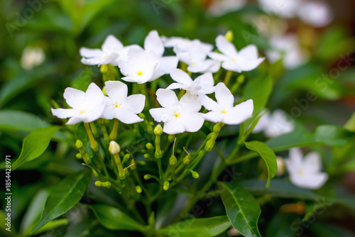 Natural sampaguita jasmine flower bloming