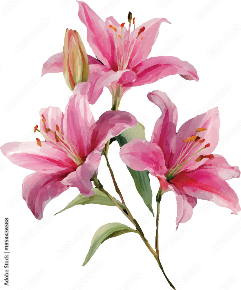 Naklejka premium pink lily isolated on white