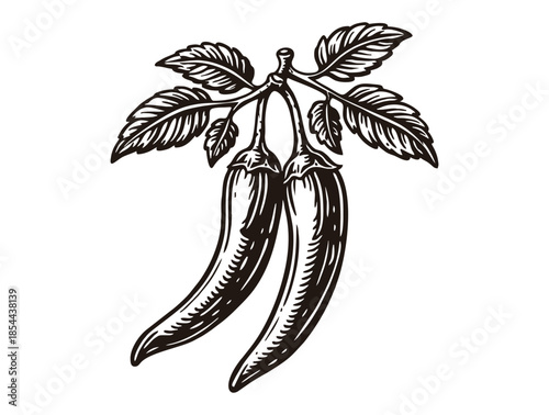 two spicy chili peppers on branch