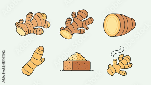 Illustrated Turmeric Root Rhizome Botanical Spice from Curcuma Longa Plant