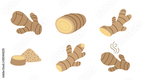 Detailed Ginger Root Botanical Illustration Highlighting Natural Spice Rhizome Form