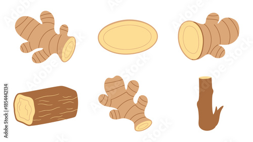 Illustrated Ginger Root Spice for Culinary Use and Traditional Herbal Medicine