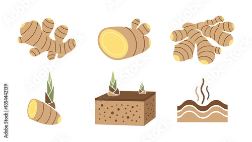 Botanical Ginger Plant Illustration Showcasing Rhizome Structure and Natural Growth