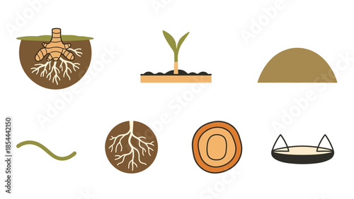Vector Plant Growth Lifecycle Illustration from Rhizome to Seedling Botanical Diagram