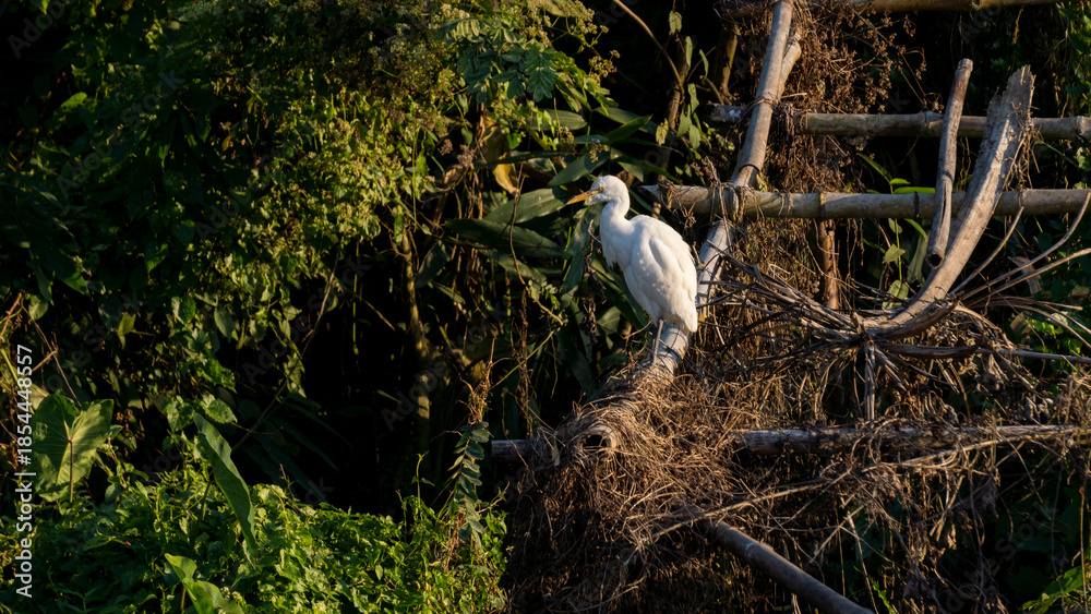 Naklejka premium Shot of Cattle Egret or Bubulcus ibis resting in Assam