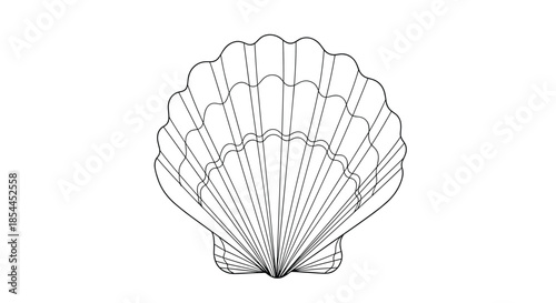 Detailed line art drawing of a classic fan shaped sea shell, perfect for nautical, beach, or nature themed coloring and design projects.