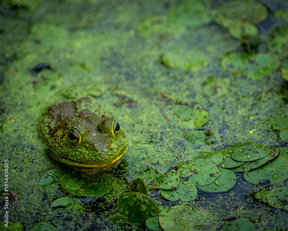 Obraz premium green frog in green algae water horizontal