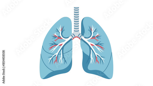 Vector illustration of human lungs with bronchial tree anatomy