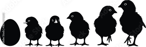 Chicken life cycle and growth stages silhouette set, from egg to baby chick, poultry farm animals development vector illustration, bird growth icons
