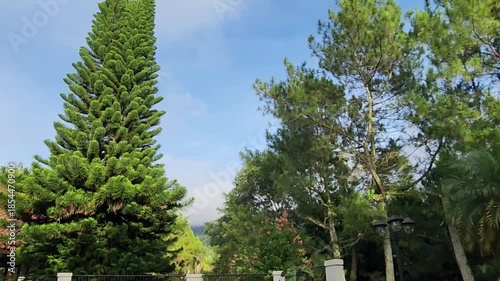 Tall evergreen tree with lush greenery under bright blue sky. Breathtaking view of a towering tree against a clear sky backdrop. Majestic evergreen tree with a serene blue sky and green landscape.