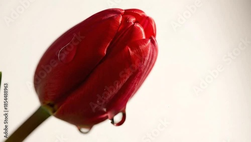 Red tulip with a glistening water droplet on its petal for spring freshness and natural beauty concept, close-up shot with copy space