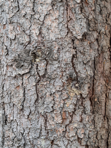 Bark texture and background of a old fir tree trunk. Detailed bark texture. Natural background