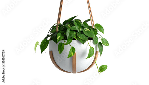 Lush, green houseplant with yellow variegation in a hanging pot