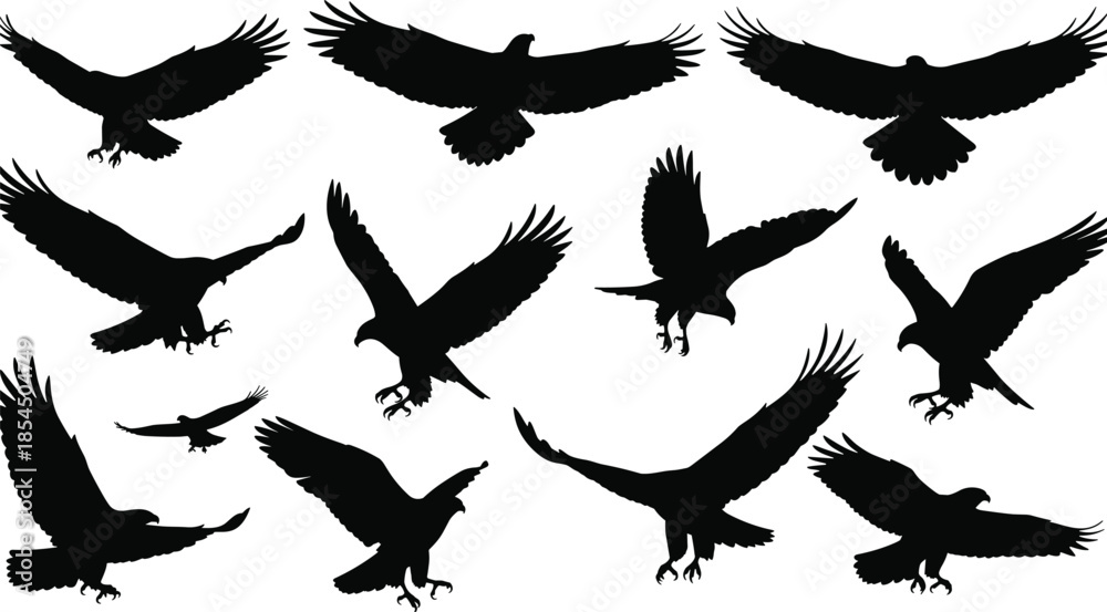 Obraz premium Bird of prey silhouette set, eagle and hawk vector, flying and landing poses, black and white illustration, wildlife anatomy concept