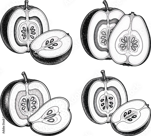 Fruit Interior Cross Section Illustration Set Etching Engraving Style Botanical Food Anatomy Vintage Hand Drawn