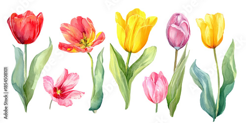  watercolor illustration of a variety of tulips