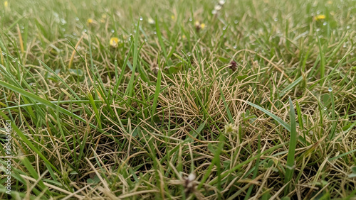Macro closeup of fresh green grass with dew drops swaying in the wind across a natural spring meadow field