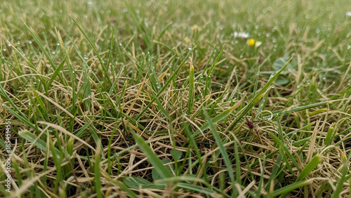 Vibrant close-up of lush green and dried brown grass blades glistening with refreshing morning dew drops, showcasing nature's intricate textures.