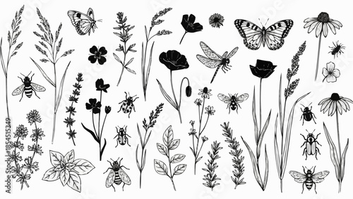 Black and White Illustration of Wildflowers and Insects.