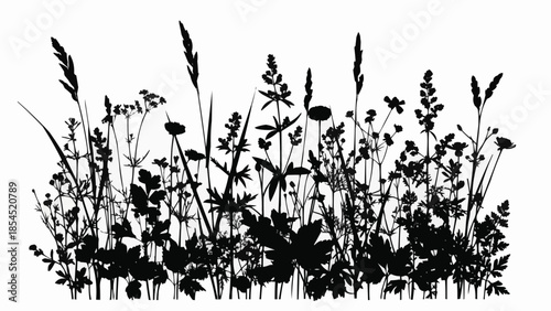 Silhouette of Wildflowers and Grasses.