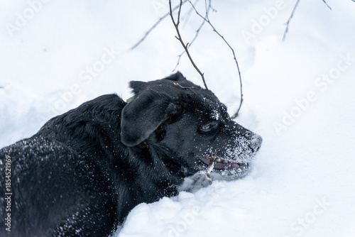 Εκτύπωση καμβά A Labrador puppy is gnawing on branches
