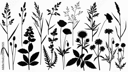 Collection of Various Wildflowers and Grasses Silhouettes.