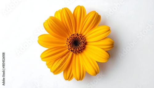 Close-up of a vibrant yellow flower with a dark center on white background