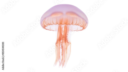 Photos Translucent jellyfish PNG isolated on transparent background, marine animal with