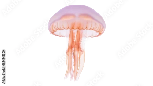 Fototapeta na wymiar Translucent jellyfish PNG isolated on transparent background, marine animal with flowing tentacles for ocean life and nature concepts