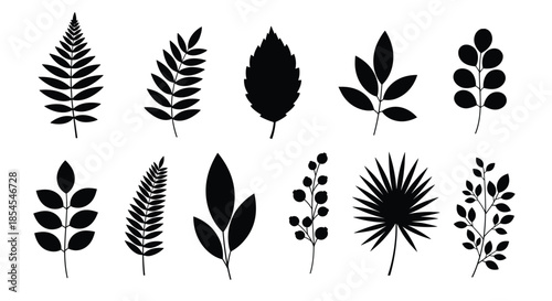 Set of different black leaf silhouettes showing various shapes and structures from different tree species for nature themed designs.