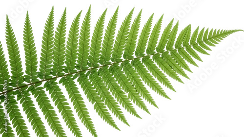 Bilde på lerret Green fern frond PNG isolated on transparent background, botanical element for d