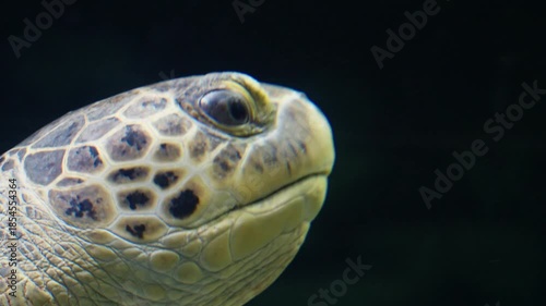 green sea turtle