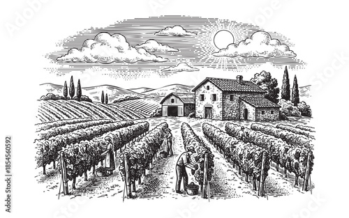 Vineyard Landscape with Grape Harvest and Winery Engraving Illustration