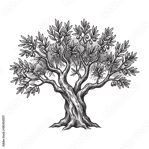 Olive Tree with Olives Hand Drawn Engraving Style Illustration
