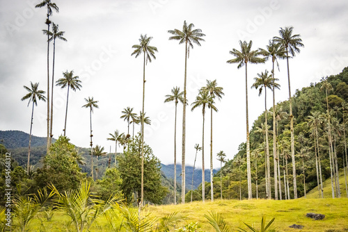 hiking in cocora valley, valle del cocora, salento, wax palm trees, andes, nature, adventure, colombia, south america, latin america