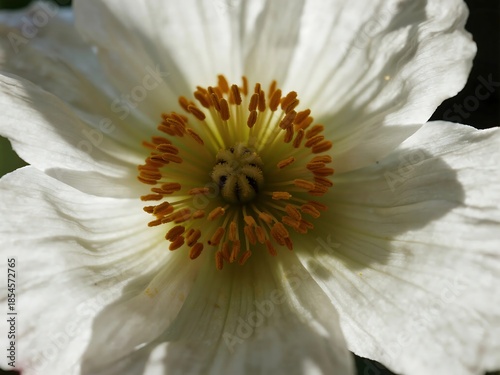 Dahlia Collarete and anemone