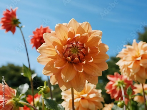 Dahlia Collarete and anemone