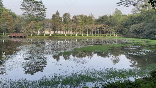 reflection of trees in the lake